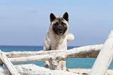 AKITA AMERICAIN 099
